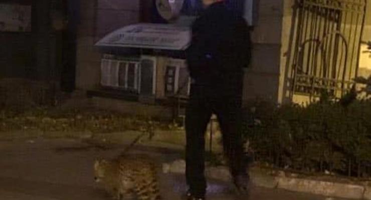 В Киеве заметили мужчину, выгуливавшего леопарда
