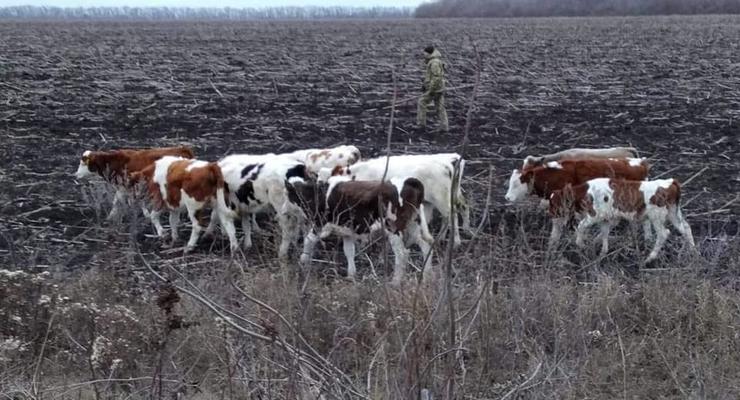Границу Украины "незаконно пересекли" 12 российских коров