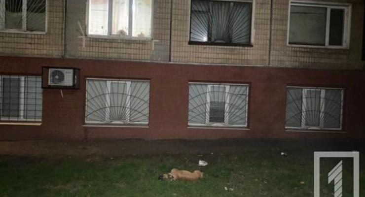 В Кривом Роге собаку выбросили из окна многоэтажки