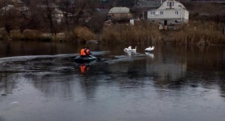 Под Киевом спасатели рубили лед, чтобы спасти лебедей
