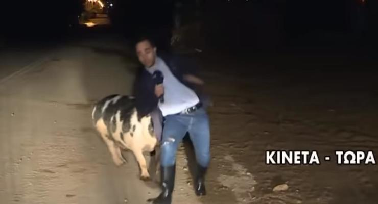 Журналиста во время эфира атаковала свинья