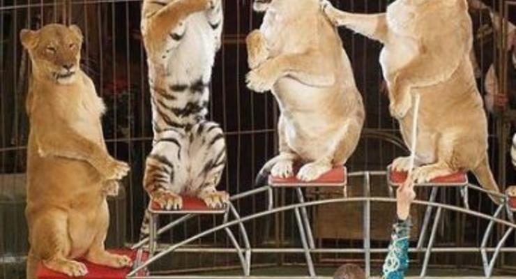 В Черновцах запретили передвижные цирки с животными