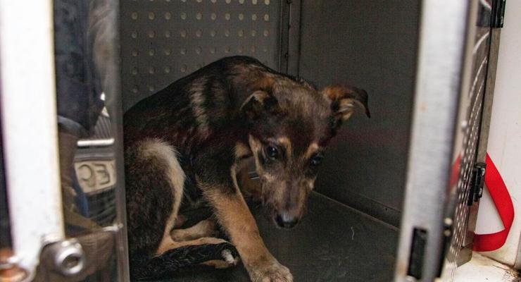 Днепровские зоозащитники спасли от убийства 25 бездомных собак