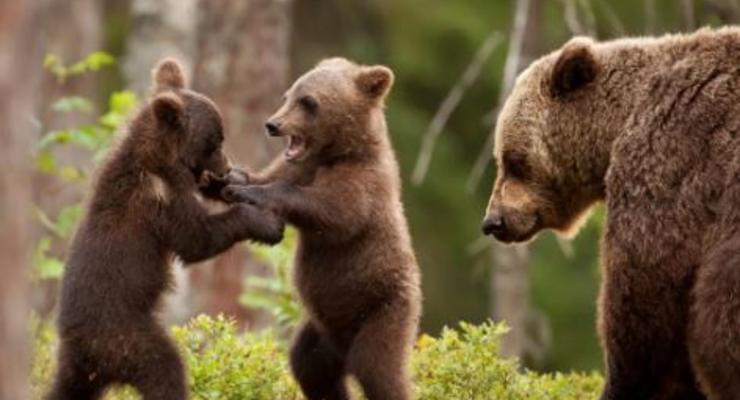Три медведя устроили "берлогу" в японской поликлинике