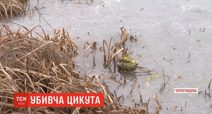 На Черниговщине после употребления цикуты скончался ребенок