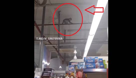 В Харькове обезьяна устроила переполох в супермаркете