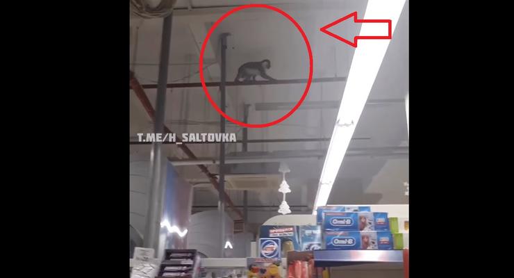 В Харькове обезьяна устроила переполох в супермаркете