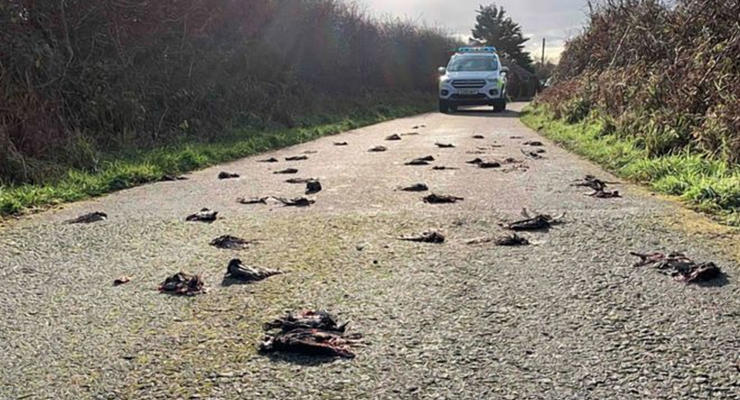 Сотни мертвых птиц засыпали дорогу в Уэльсе