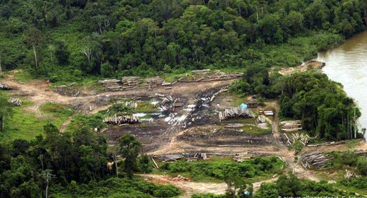 Вырубка лесов Амазонии ускорилась в два раза