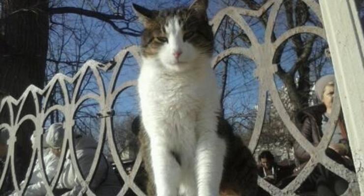 От неожиданного тепла в Украине пострадали коты – синоптик