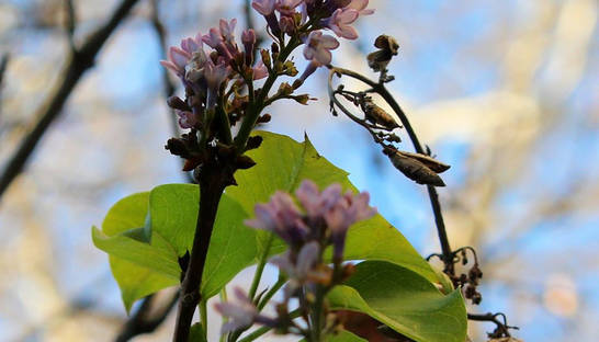 К Новому году в Одессе расцвела сирень