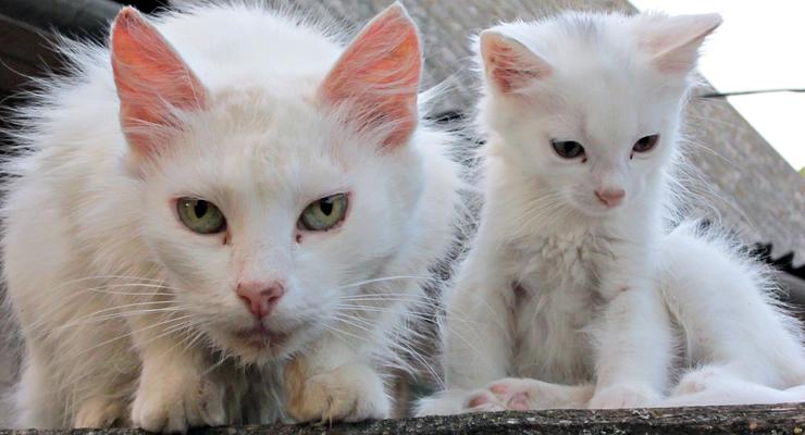 В Николаеве бездомным кошкам дали официальный статус