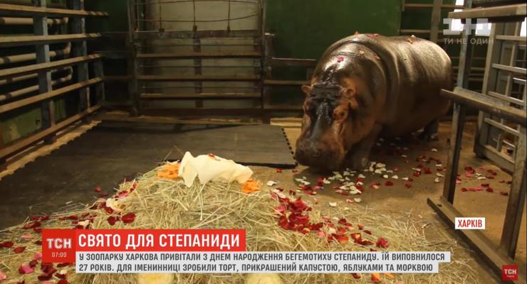 Бегемотиху Степаниду в день рождения засыпали лепестками роз