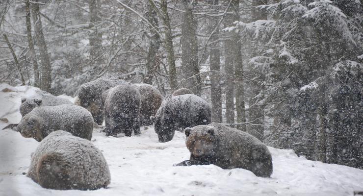 Теплая зима мешает закарпатским медведям уснуть
