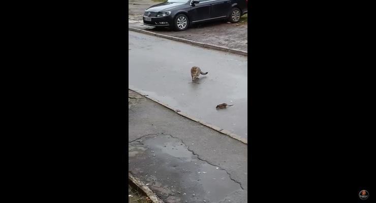 Во Львове отчаянная крыса атаковала мужчину и кота