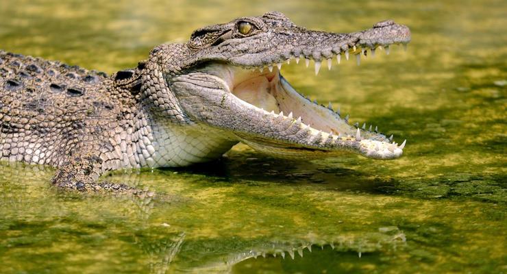 Редкого крокодила убили за нападение на сотрудницу зоопарка