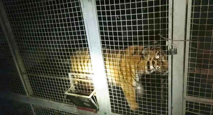 Полиция обнаружила 6 тигров на Жуковом острове в Киеве