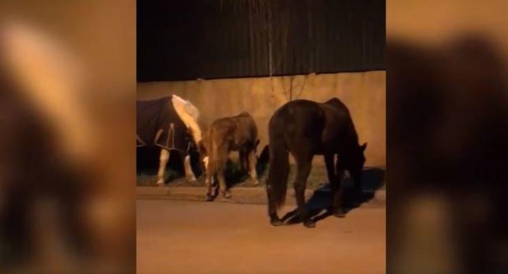 В Одессе полицейские ловили четырех лошадей