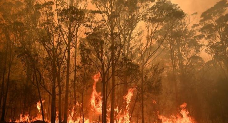 Украина предложила помощь Австралии в борьбе с лесными пожарами