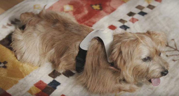Японцы создали одежду для собак, которая показывает настроение животного