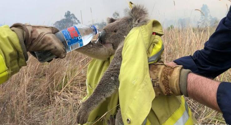 Пожары в Австралии. Исчезнут целые виды животных