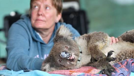 Пожары в Австралии: открыт госпиталь для животных