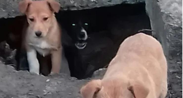 Живодер в собственном подъезде зарезал двух собак в Днепропетровской области