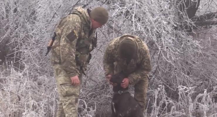 На Донбассе военные врачи спасли раненую фронтовую собаку. 18+
