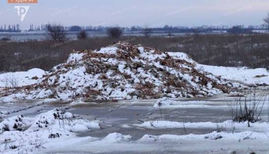 Две тонны мертвых кур высыпали возле трассы на Днепропетровщине