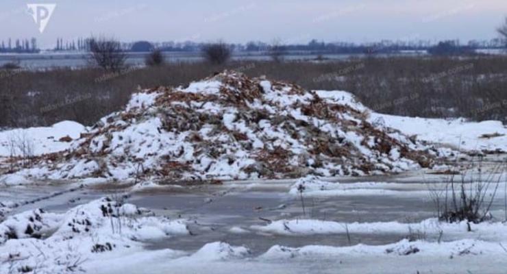 Две тонны мертвых кур высыпали возле трассы на Днепропетровщине