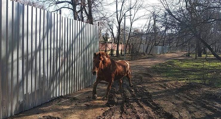 В Одессе конь Боня сбежал из зоопарка и покуролесил на воле