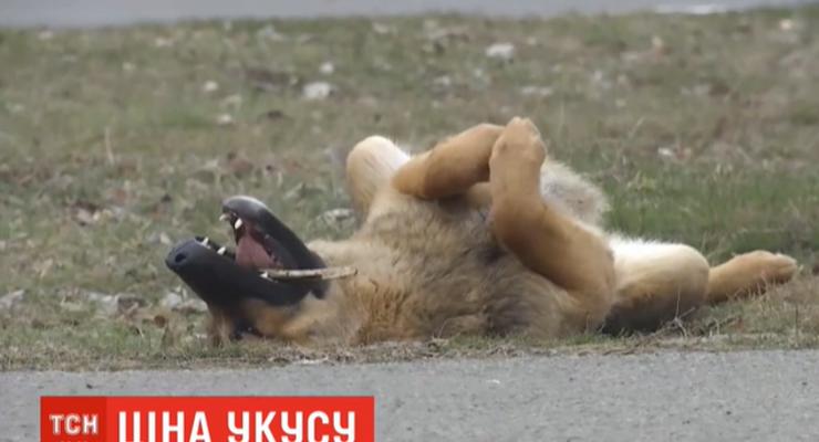 Николаевский горсовет выплатит 60 тыс грн пострадавшей от укуса бездомной собаки