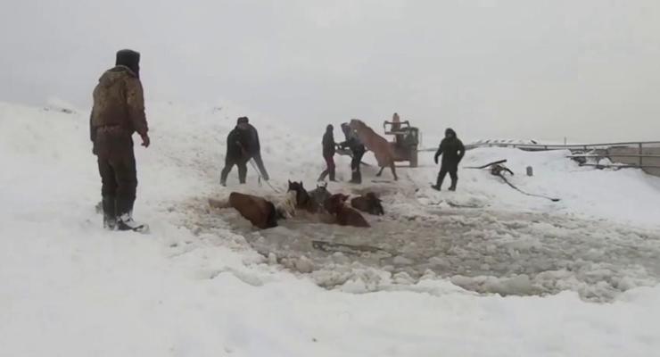 В Башкирии из воды вытащили табун лошадей