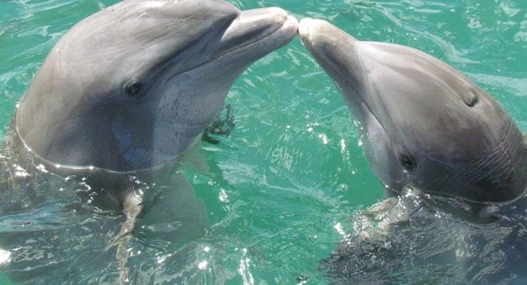 Аномальное чудо: в Азовском море дельфины выпрыгивают на берег