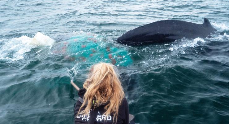 У берегов Мексики спасли горбатого кита
