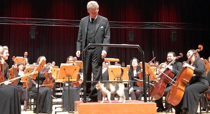 Бездомная кошка едва не сорвала концерт в Стамбуле