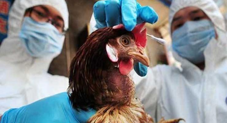 Птичий грипп в Украине: Чем опасен и как не заразиться?