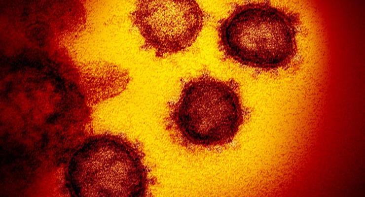 Установлены сроки выздоровления от коронавируса