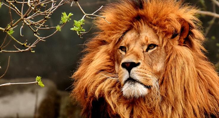 В штате Мехико отрицают появление льва-убийцы