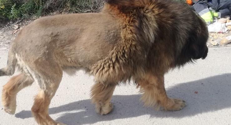 В Испании заметили льва, но он оказался собакой