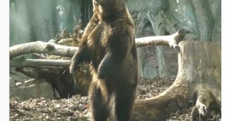 В киевском зоопарке после зимней спячки проснулись медведи