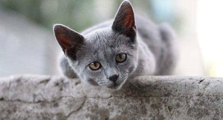Кототерапия для зэков: В колонии на Киевщине поселились четыре кота
