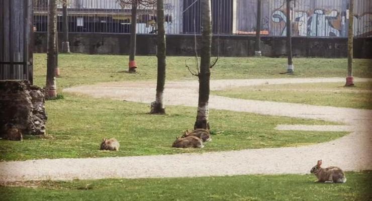 Карантин в Италии: В Милане парки заполонили зайцы
