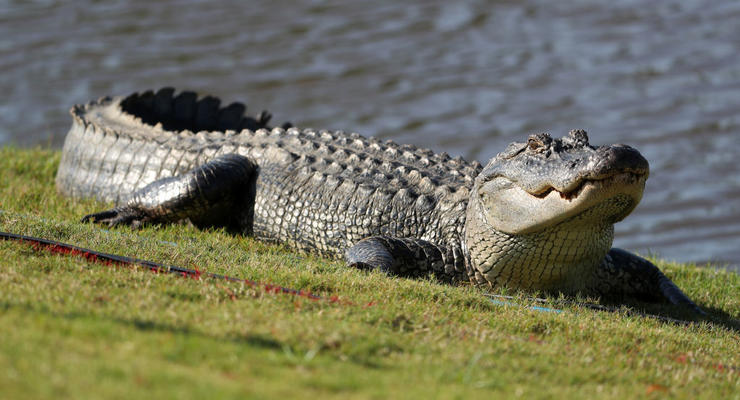 Нападение крокодила на женщину сняли на видео