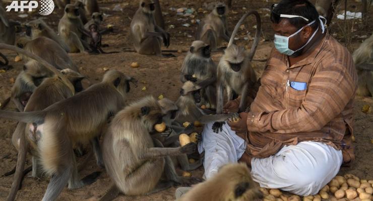 Обезьяны в Индии голодают из-за коронавируса