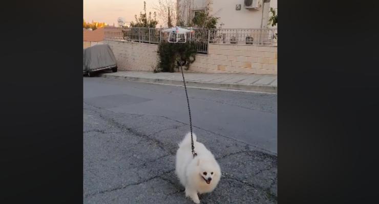 На Кипре из-за карантина мужчина отправил собаку гулять с дроном