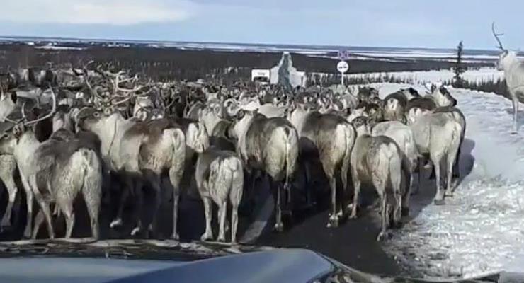 Пробка на трассе из стада оленей попала на видео