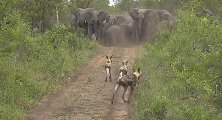 Слоны защитили своих детенышей от стаи хищников