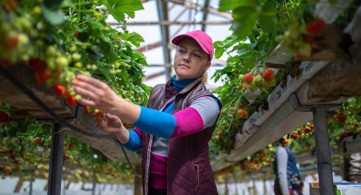 Финляндия готовит чартеры для сезонных рабочих из Украины