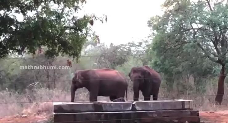 Слоны сами спасли попавшего в резервуар детеныша